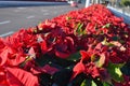 Large group of decorative red poinsettia Euphorbia pulcherrima known as Christmas Flower in a street in Valencia, Spain, soft f