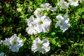 Large group of delicate white Petunia axillaris flowers and green leaves in a garden pot in a sunny summer day Royalty Free Stock Photo