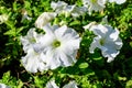 Large group of delicate white Petunia axillaris flowers and green leaves in a garden pot in a sunny summer day Royalty Free Stock Photo