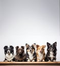 Large group of different dogs in front of a white background Royalty Free Stock Photo