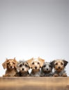 Large group of different dogs in front of a white background Royalty Free Stock Photo