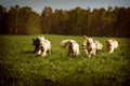 Large group of dogs Golden retrievers running Royalty Free Stock Photo