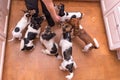 Large group of dogs is hand fed. Many obedient Jack Russell Terrier doggies indoors Royalty Free Stock Photo