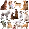 Large group of dogs isolated on a white background Royalty Free Stock Photo