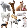 Large group of dogs isolated on a white background Royalty Free Stock Photo