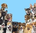 Large group of dogs looking at the camera on blue background