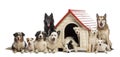 Large group of dogs in and surrounding a kennel