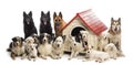 Large group of dogs in and surrounding a kennel against white background Royalty Free Stock Photo