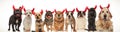 Large group of dogs wearing devil horns Royalty Free Stock Photo