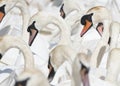 Large group of elegant swan portraits