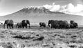 A large group of elephants at the base of Mount Kilimanjaro