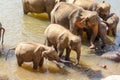 Large group of elephants having a splash in a rive to cool down from extreme heat wave. Concept of wild animals living free Royalty Free Stock Photo