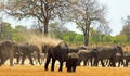 Large group of Elephants and Zebras on the dry dusty plains in Hwange National Park, Zimbabwe