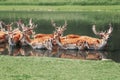 Large group of fallow deer resting in pond water on summer. Herd animals dama dama swimming chilling in river on hot day. Wildlife Royalty Free Stock Photo