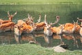 Large group of fallow deer resting in pond water at summer time. Herd animals dama dama swim chill in river on hot day. Wildlife Royalty Free Stock Photo