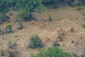 Long shot of large group of fallow deer