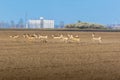 Large group of female and male roe deer runs across crop field. Capreolus capreolus