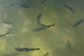 A large group of fish circling in a gloomy pond, a view from above of the river trout and sturgeon on a fish farm.