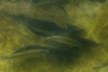 A large group of fish circling in a gloomy pond, a view from above of the river trout and sturgeon on a fish farm.