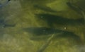 A large group of fish circling in a gloomy pond, a view from above of the river trout and sturgeon on a fish farm.