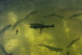 A large group of fish circling in a gloomy pond, a view from above of the river trout and sturgeon on a fish farm.