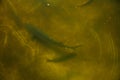 A large group of fish circling in a gloomy pond, a view from above of the river trout and sturgeon on a fish farm.