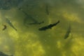 A large group of fish circling in a gloomy pond, a view from above of the river trout and sturgeon on a fish farm.