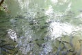 A large group of fish circling in a gloomy pond, a view from above of the river trout and sturgeon on a fish farm in Thailand.