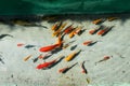 Large group fish in the pond