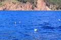 Large group flock of seagulls on sea lake water and flying in sky on summer sunset, toned with instagram retro hipster Royalty Free Stock Photo