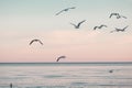 Large group flock of seagulls on sea lake water and flying in sky on summer sunset Royalty Free Stock Photo