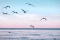 Large group flock of seagulls on sea lake water and flying in sky on summer sunset