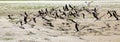 Large group of flying black skimmers Royalty Free Stock Photo