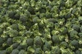 Large group of fresh green broccoli Royalty Free Stock Photo