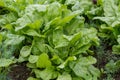 Large group of fresh green leaves of lettuce and beetroot in an organic garden, with small water drops in a rainy summer day, beau Royalty Free Stock Photo