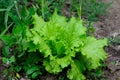 Large group of fresh green leaves of lettuce and beetroot in an organic garden, with small water drops in a rainy summer day, beau Royalty Free Stock Photo