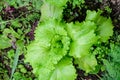 Large group of fresh green leaves of lettuce in an organic garden, with small water drops in a rainy summer day, beautiful outdoor Royalty Free Stock Photo