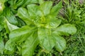 Large group of fresh green leaves of lettuce in an organic garden, with small water drops in a rainy summer day, beautiful outdoor Royalty Free Stock Photo