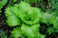 Large group of fresh green leaves of lettuce in an organic garden, with small water drops in a rainy summer day, beautiful outdoor Royalty Free Stock Photo