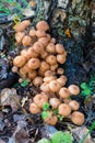 A large group of fresh honey mushrooms under tree with moss in autumn in forest Royalty Free Stock Photo