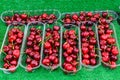 Large group fresh organic cherries available for sale at a street food market, natural red  background with soft focus Royalty Free Stock Photo