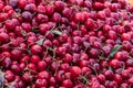 Large group fresh organic cherries available for sale at a street food market, natural red  background with soft focus Royalty Free Stock Photo