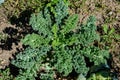 Large group of fresh organic green leaves of green curly kale or leaf cabbage in an organic garden, in a sunny autumn day, Royalty Free Stock Photo