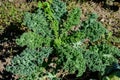 Large group of fresh organic green leaves of green curly kale or leaf cabbage in an organic garden, in a sunny autumn day, Royalty Free Stock Photo