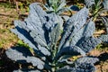 Large group of fresh organic green leaves of Lacinato, Black or Tuscan kale or leaf cabbage in an organic garden, in a sunny