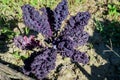 Large group of fresh organic green leaves of purple curly kale or leaf cabbage in an organic garden, in a sunny autumn day, Royalty Free Stock Photo