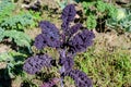 Large group of fresh organic green leaves of purple curly kale or leaf cabbage in an organic garden, in a sunny autumn day, Royalty Free Stock Photo