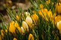 A large group of fresh yellow blooming crocusses in spring Royalty Free Stock Photo