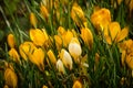 A large group of fresh yellow blooming crocusses in spring Royalty Free Stock Photo