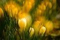 A large group of fresh yellow blooming crocusses in spring Royalty Free Stock Photo